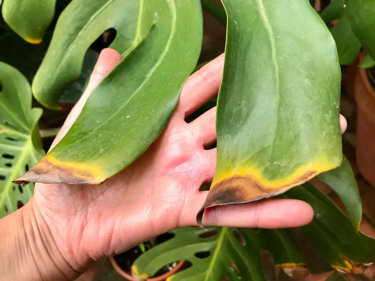 Mano sosteniendo hojas de Costilla de Adán con puntas secas y amarillas, como si fueran hojas negras por el daño.