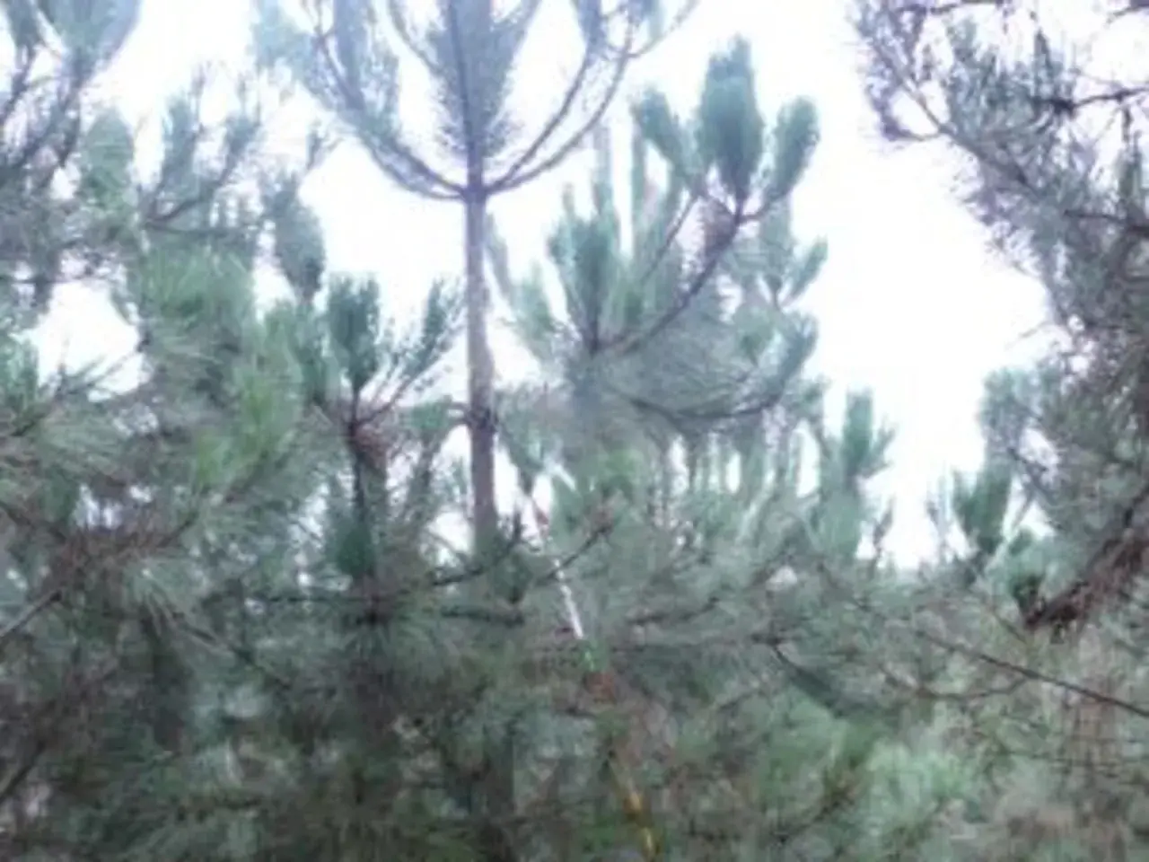 Un primer plano de un bosque de pinos, con la luz del sol filtrándose entre las ramas y la cada **aguja de pino** brillando.
