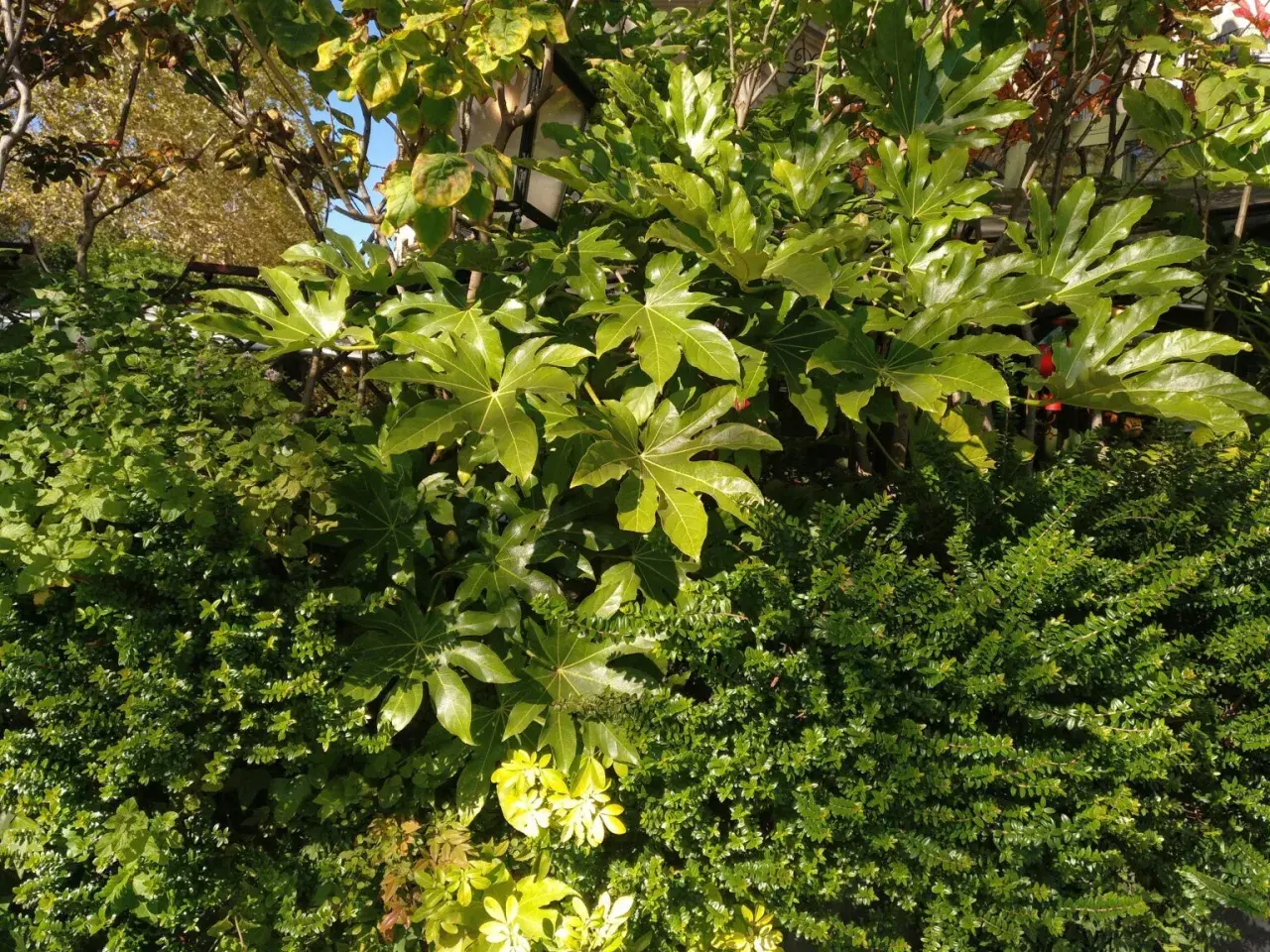 Grandes hojas verdes de Fatsia japonica se mezclan con arbustos densos y un árbol otoñal.