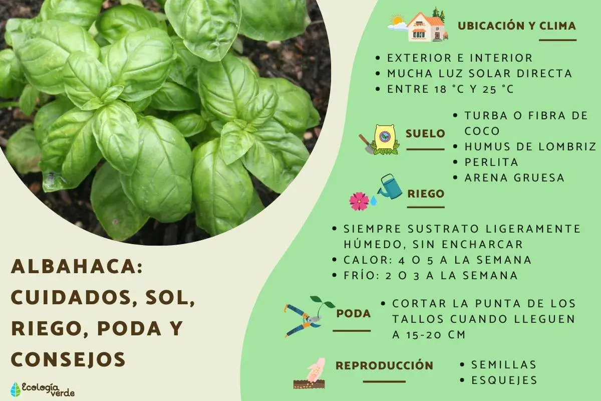 Albahaca: cuidados, sol, riego y poda. Consejos para cultivar esta hierba aromática en casa.