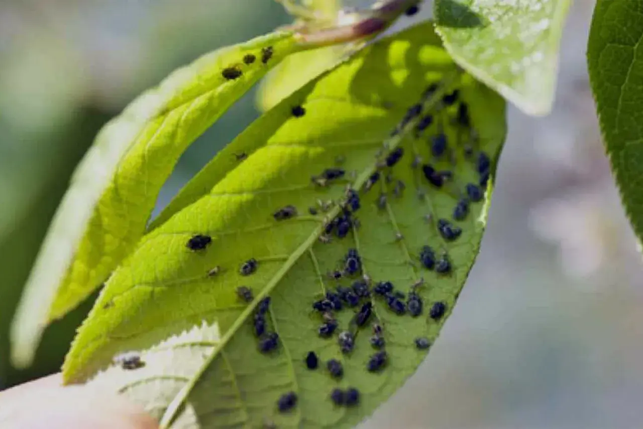Unas hojas verdes de un árbol frutal cubiertas de pequeñas plagas negras.