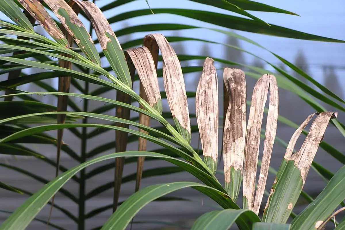 Hojas de kentia con manchas marrones y secas, indicando posibles enfermedades.