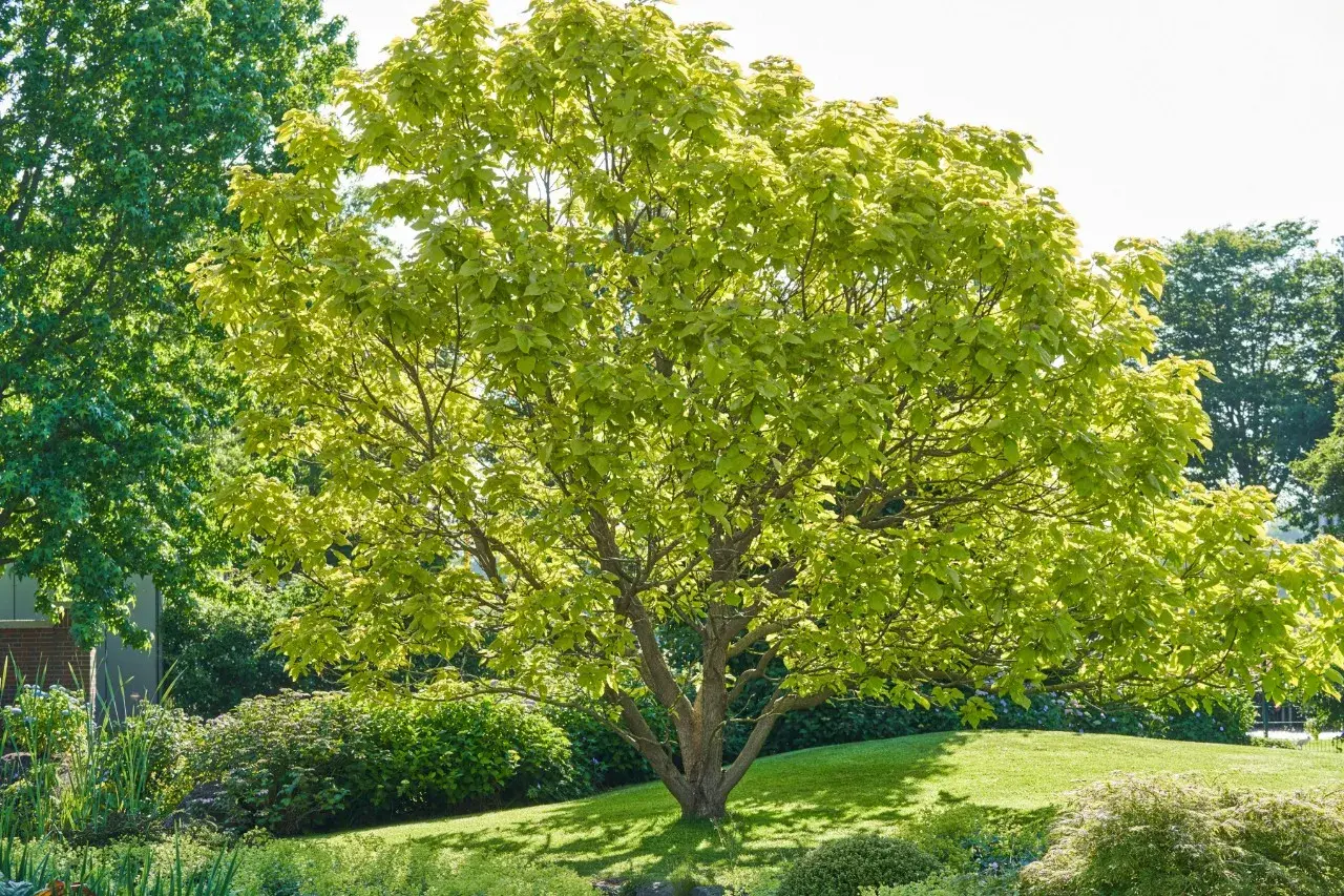 Árboles de parques frondosos y verdes, con hojas brillantes bajo el sol. Un oasis de tranquilidad.
