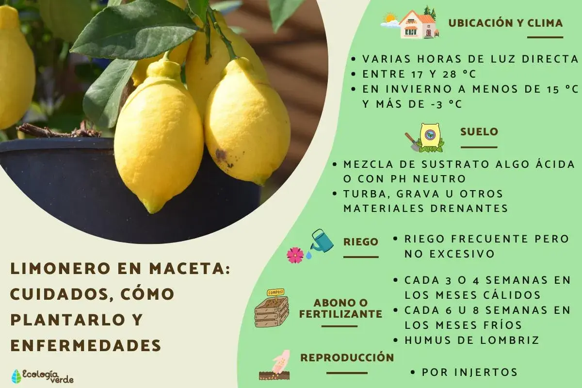 Limonero en macetero con limones amarillos, ideal para cultivar en casa. Consejos de riego, suelo y fertilizante.