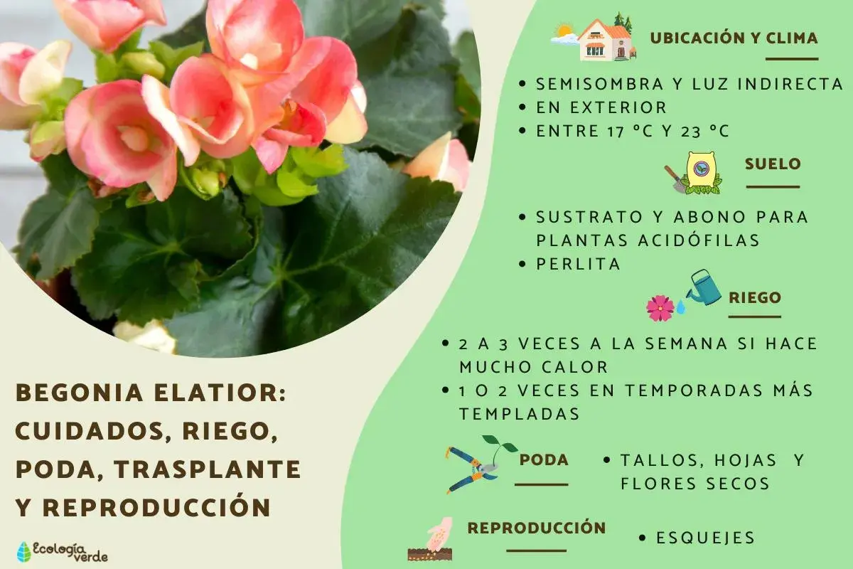 Bellas begonias de interior con flores rosadas, listas para cuidados y reproducción.