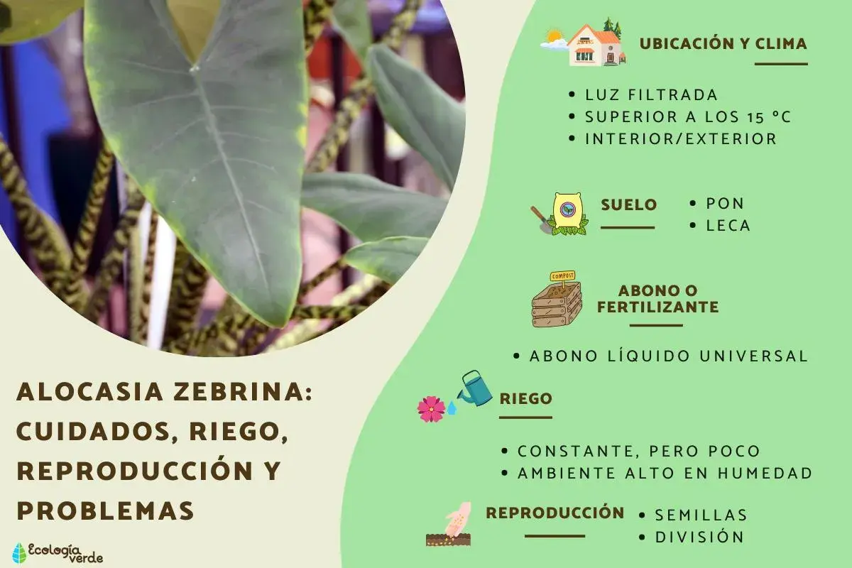 Alocasia zebrina: cuidados, riego y reproducción. Consejos para su ubicación, suelo, abono y humedad.