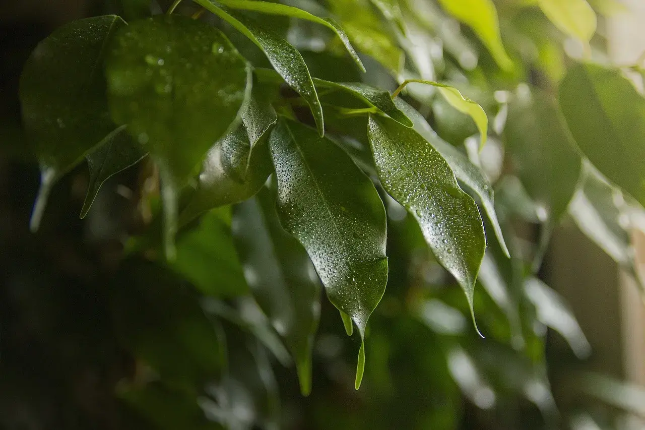 Hojas de ficus benjamina con gotas de agua, quizás indicando estrés o enfermedades.