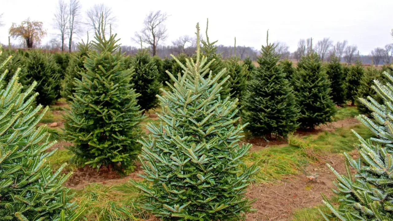 Fila de árboles de Navidad, mostrando varios tipos de abetos en un campo.