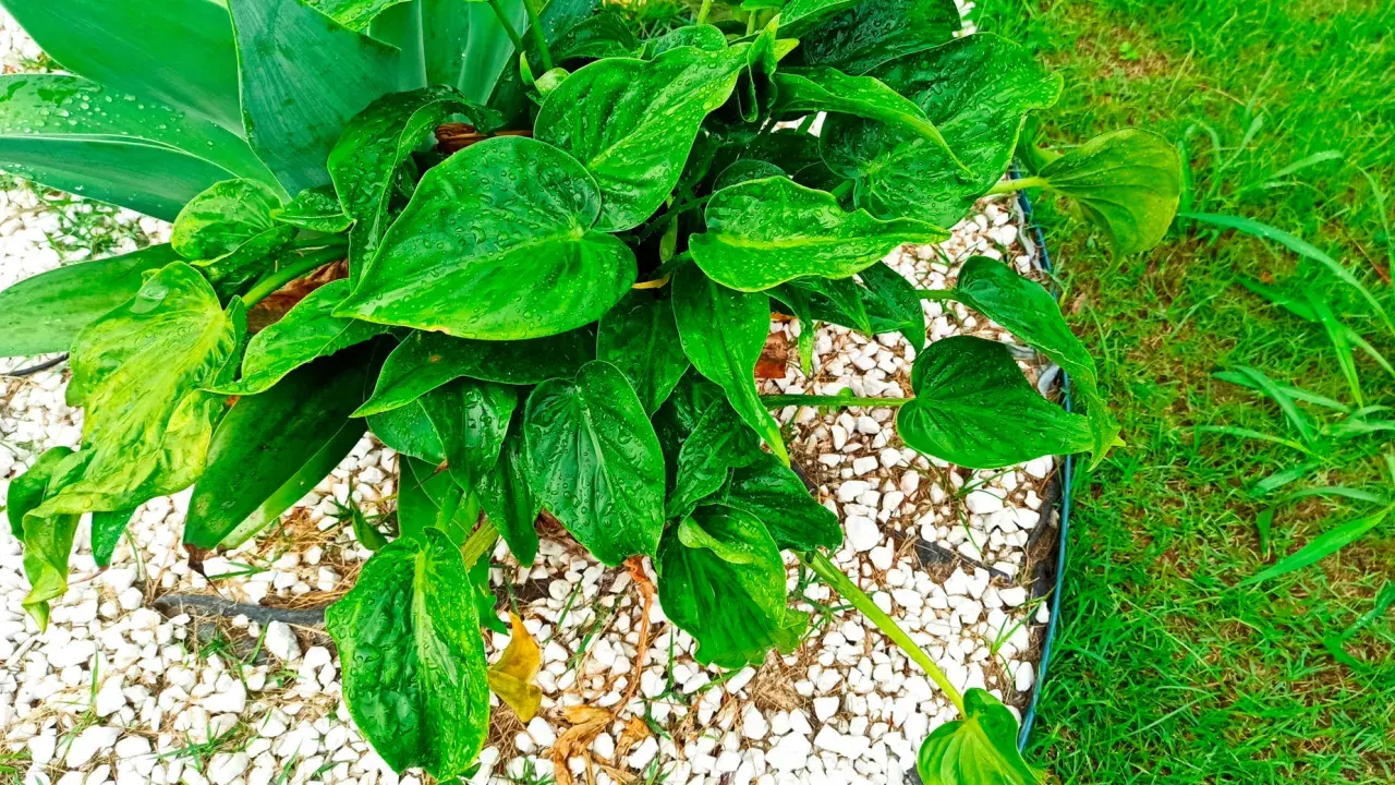 Alocasia cucullata con hojas verdes brillantes y gotas de agua, rodeada de grava blanca y césped.