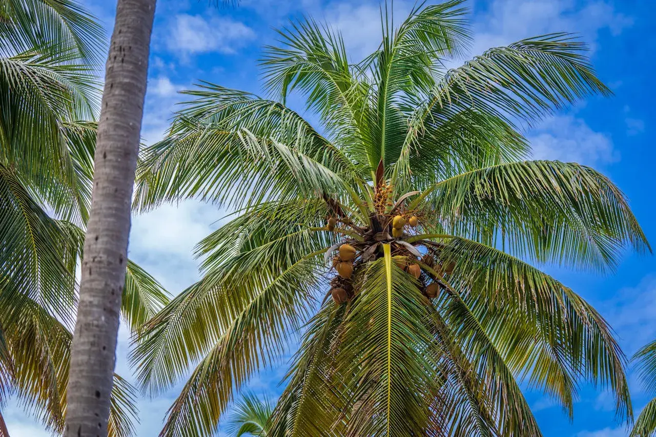 Palmeras de cocos nucifera con cocos maduros colgando bajo un cielo azul con nubes blancas.