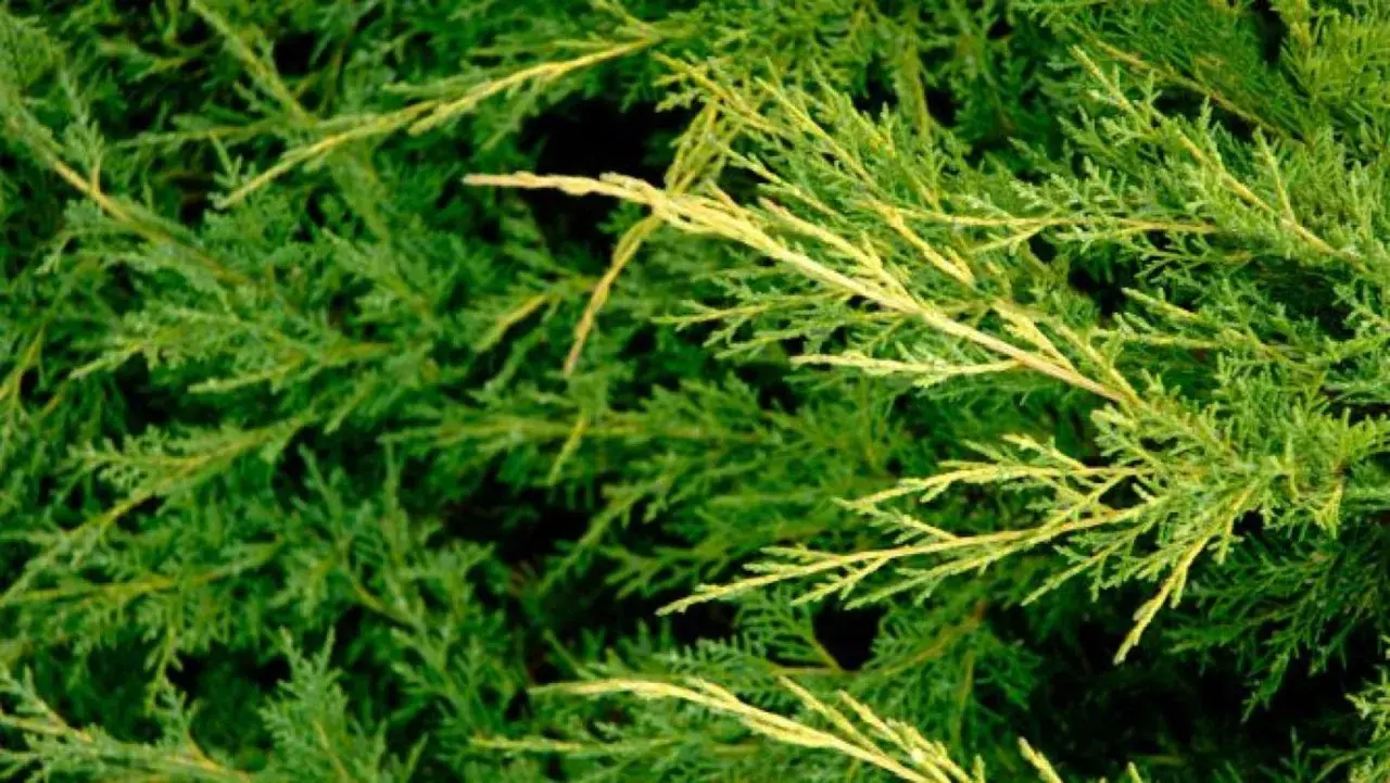 Primer plano de ramas de enebro, mostrando diferentes tipos de enebro con follaje verde y algunas partes amarillentas.