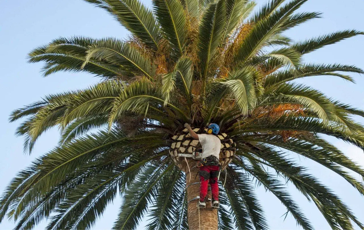 Hombre con equipo de seguridad cortando tronco de palmera con motosierra.