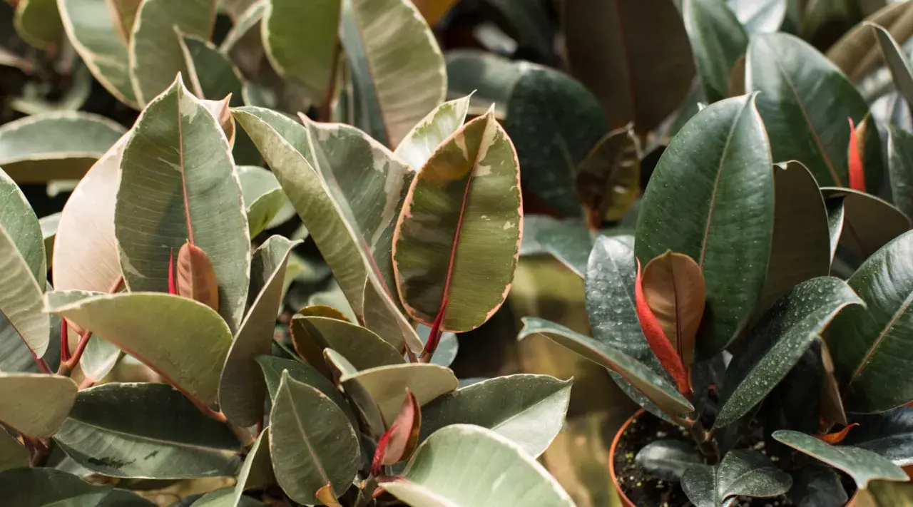Hojas verdes y variegadas de ficus elastica, ideales para interiores. Cuidados sencillos para un hogar vibrante.