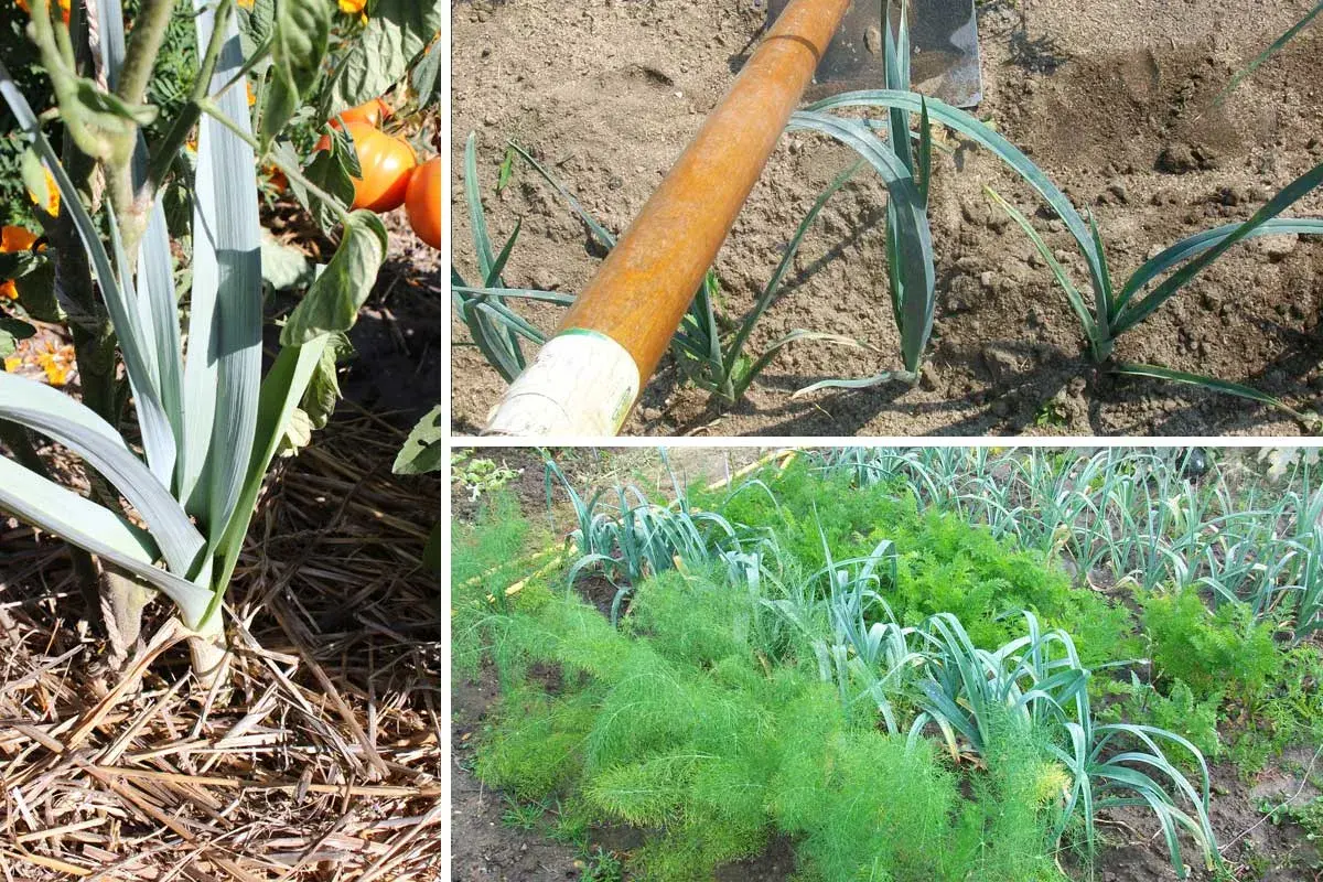 Cultivo de puerros en huerto. Se observa un puerro grande con paja alrededor, un azadón listo para plantar puerros y una hilera de puerros junto a zanahorias y hinojo.
