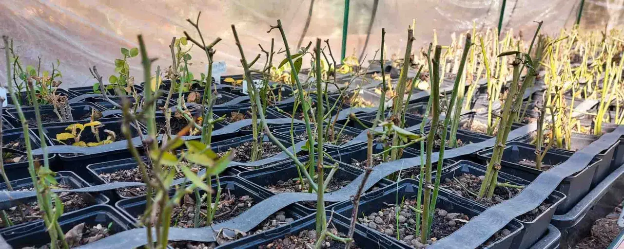 Filas de esquejes de rosal en macetas negras, listos para enraizar. Es el momento perfecto cuando hacer esquejes de rosal.