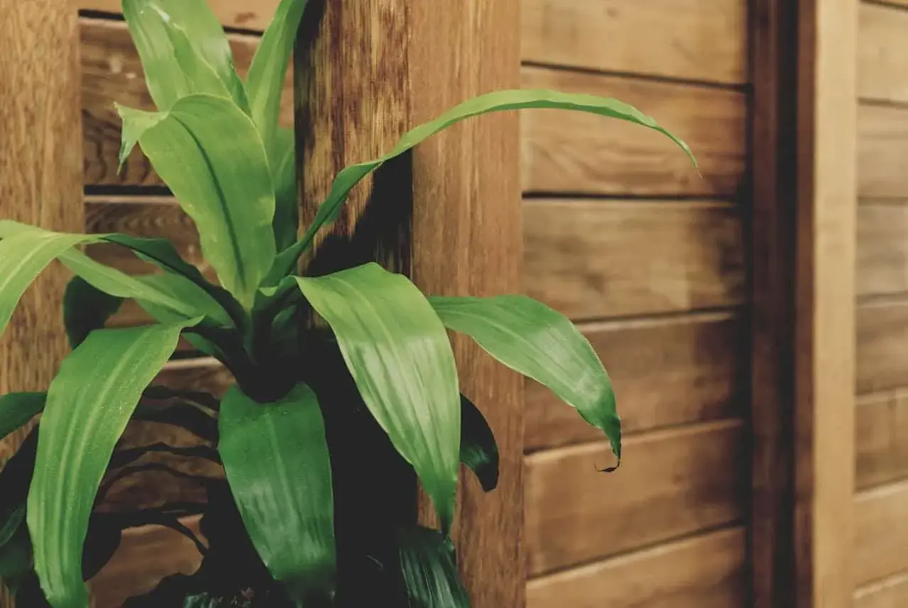 Planta de interior Dracaena Massangeana, con hojas verdes vibrantes, junto a una columna de madera.