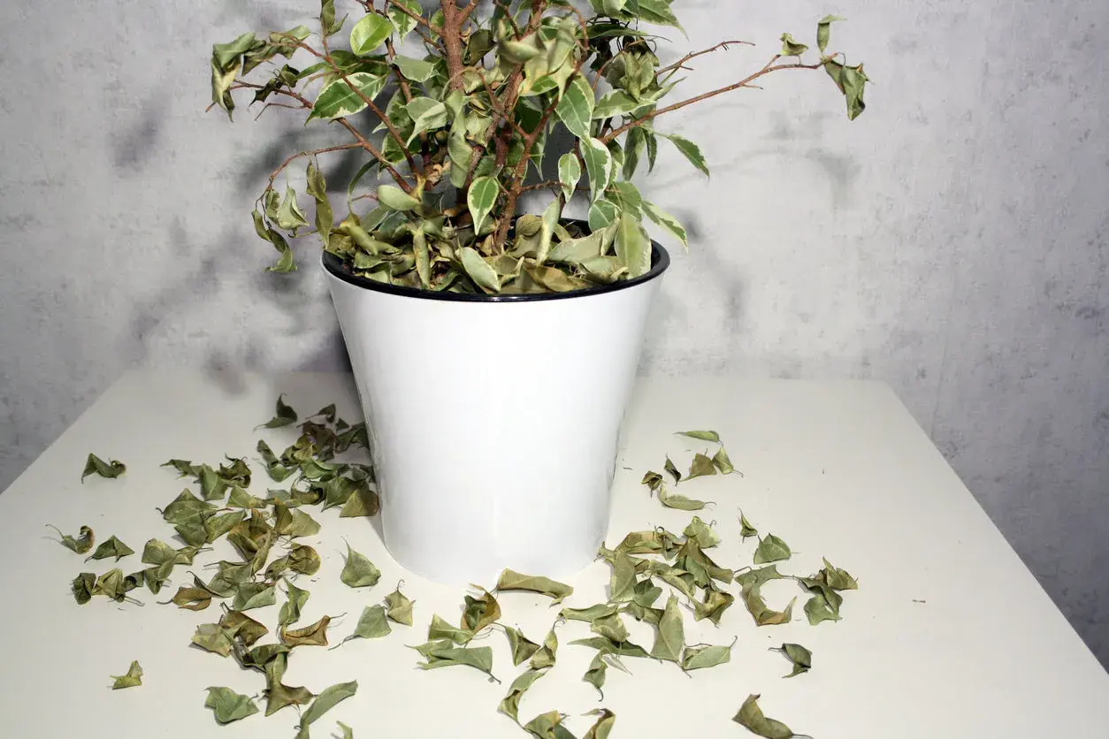 Un ficus con hojas amarillas y secas esparcidas alrededor de su maceta blanca.
