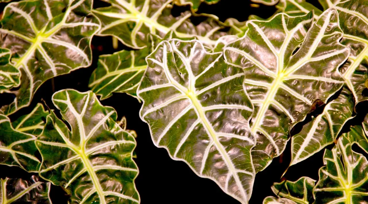 Hojas de Alocasia Zebrina con nervaduras blancas y verdes vibrantes. Consejos para sus cuidados.