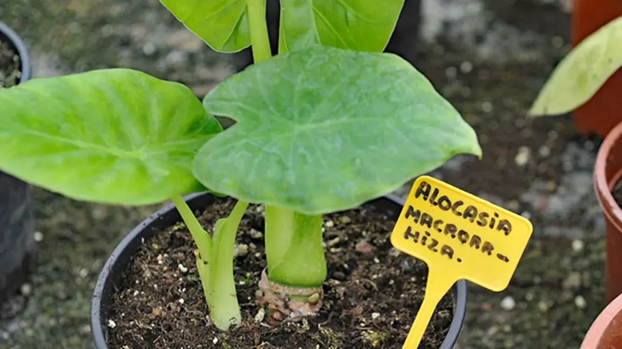 Planta marquesa venenosa, Alocasia macrorrhiza, con hojas verdes grandes y un tallo grueso.