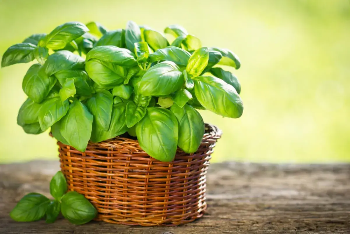Planta de albahaca fresca en una cesta de mimbre, mostrando la exuberancia de sus hojas verdes. Hay varios tipos de albahaca, cada uno con su aroma y sabor únicos.