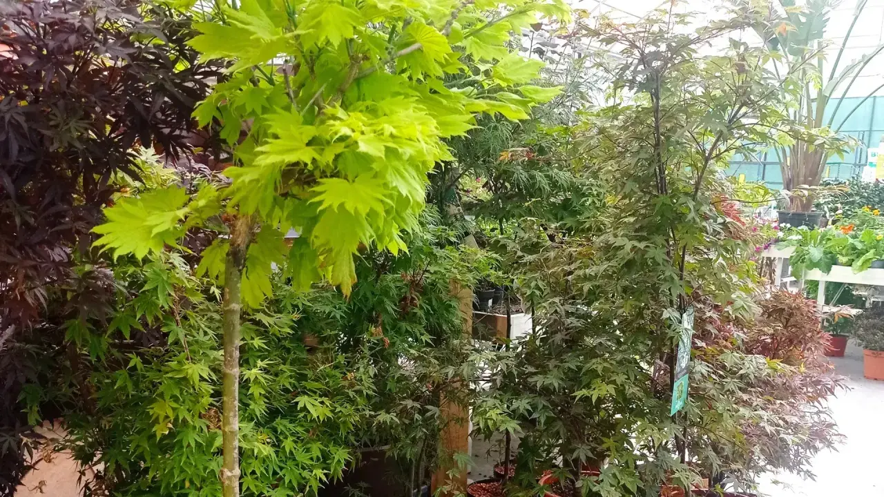 Arce japonés en maceta, con hojas verdes vibrantes y otras de tonos rojizos, listos para embellecer cualquier jardín.