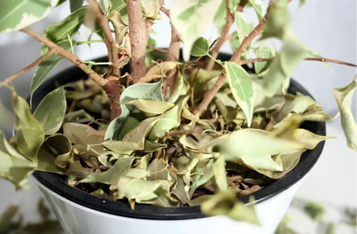 Planta de interior con hojas secas y caídas. ¿Por qué se caen las hojas de las plantas de interior? Falta de riego o exceso de sol pueden ser las causas.