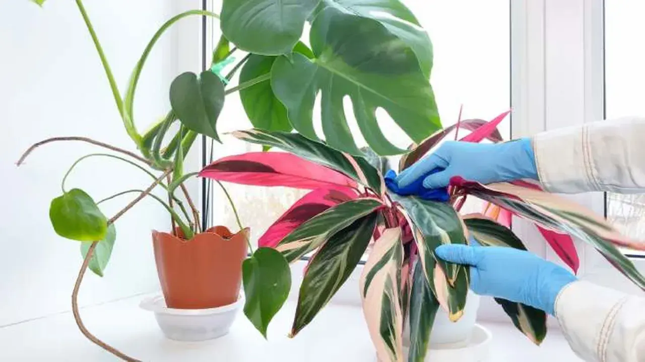 Manos enguantadas limpian hojas de calathea triostar, mostrando cuidados para mantenerla vibrante.