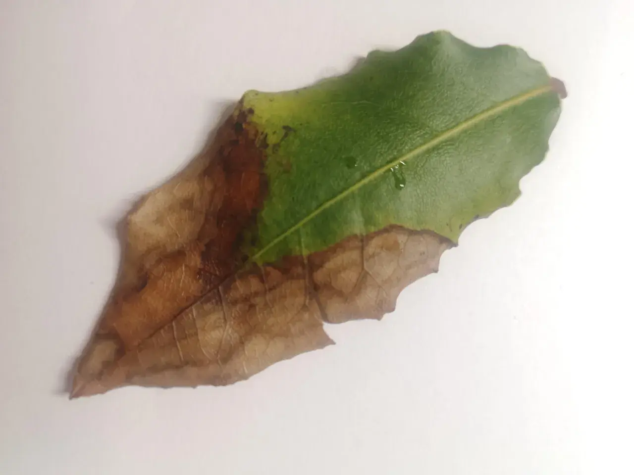 Hoja de laurel con necrosis, mostrando la progresión de enfermedades. La parte verde sana contrasta con la marrón seca, evidencia de problemas en el laurel.