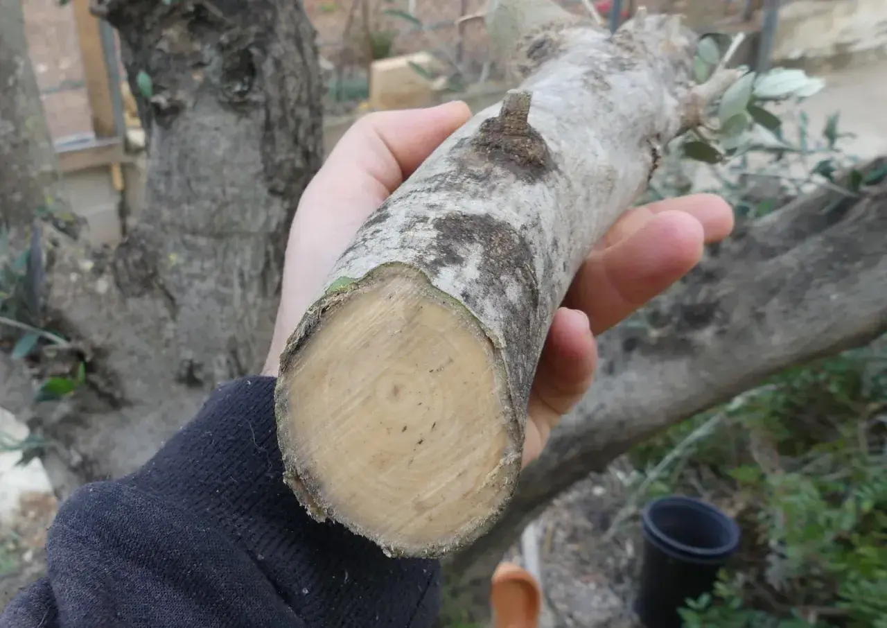 Mano sostiene un trozo de rama de olivo, listo para ser usado como esquejes de olivo en agua para su propagación.