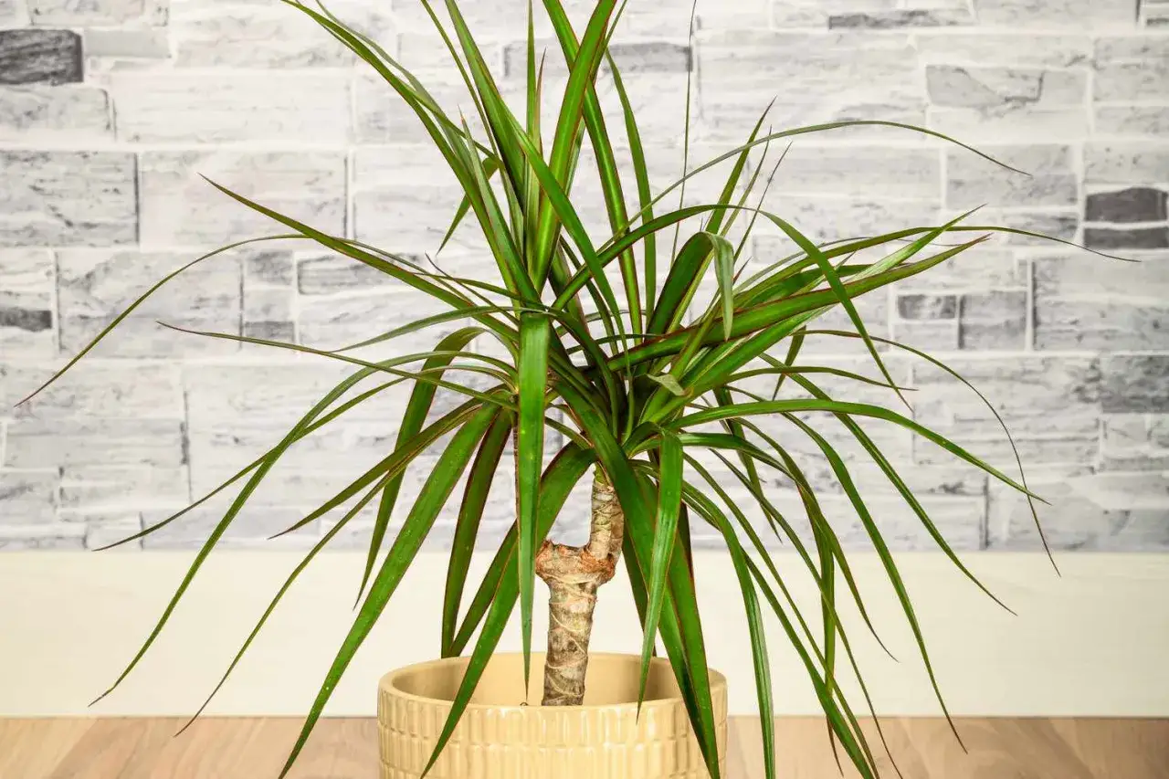 Una palmera en maceta con hojas verdes largas y delgadas, con un toque rojizo en los bordes, se alza sobre un fondo de ladrillos blancos.