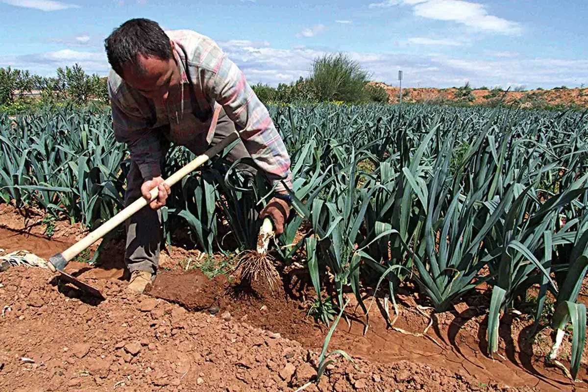 Agricultor trabajando la tierra con una azada para plantar puerros en un campo verde bajo un cielo azul.