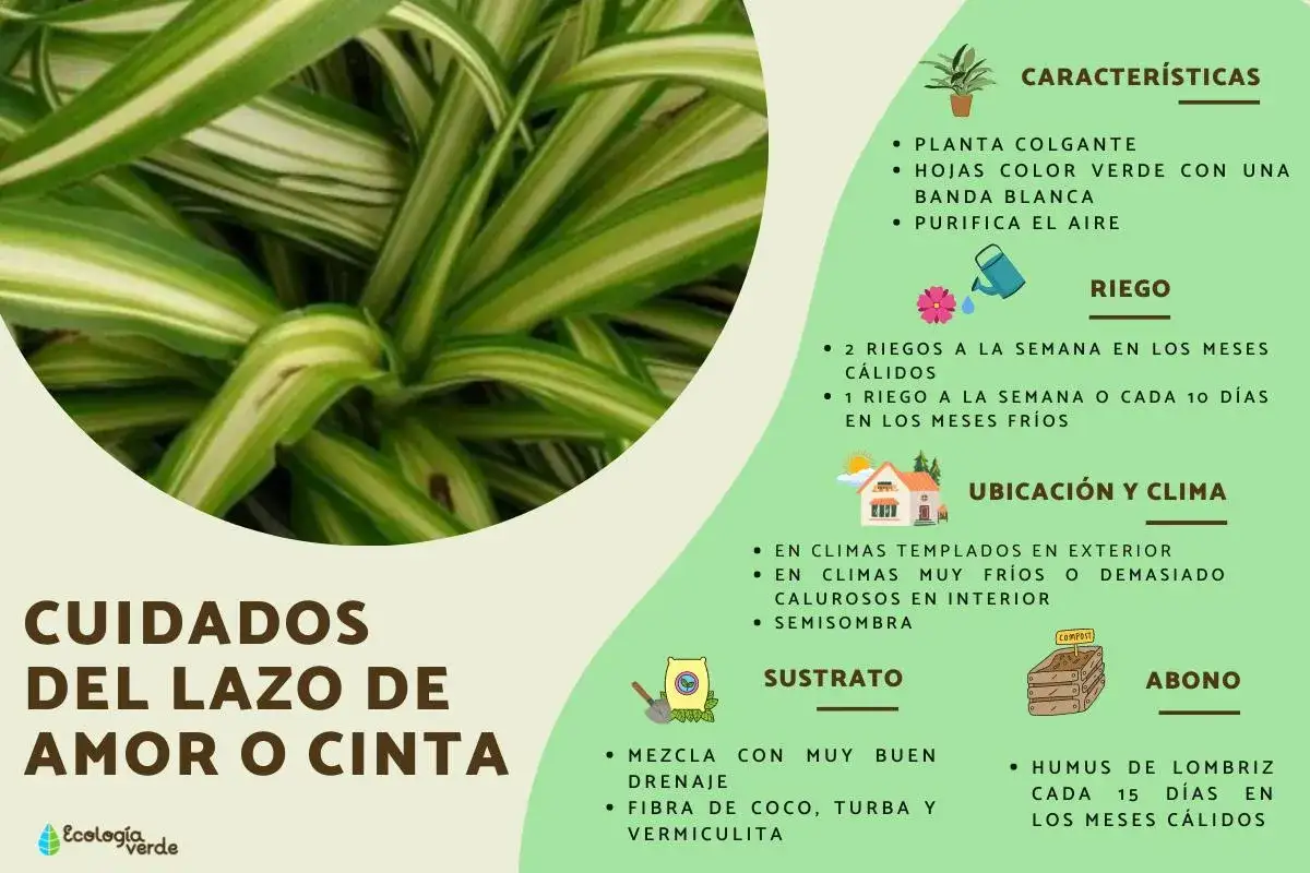 Planta cinta, también conocida como lazo de amor, con hojas verdes y blancas. Guía de cuidados, riego, ubicación y sustrato.