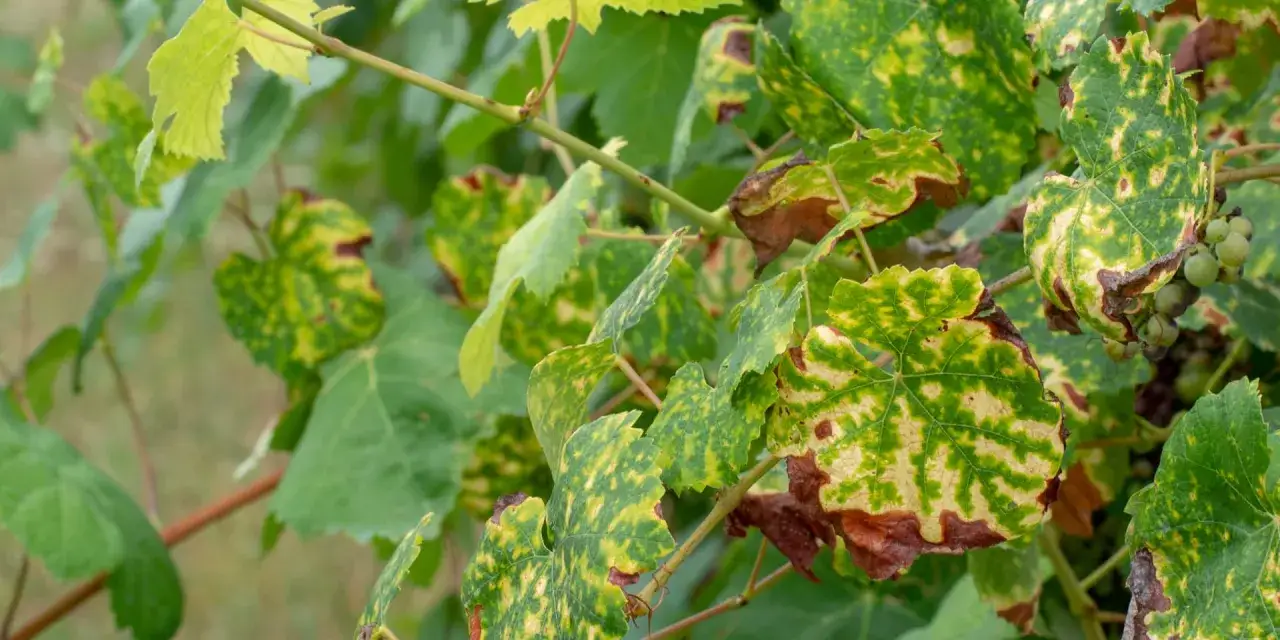 Hojas de parra con manchas amarillas y marrones, indicando posibles enfermedades de la parra. Se aprecian pequeños racimos de uvas verdes.