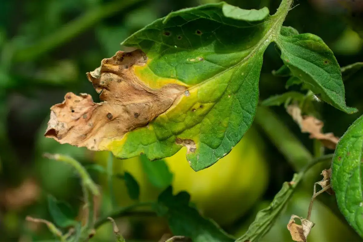 Hoja de tomate con bordes marrones y amarillos, indicando hojas quemadas por exceso de abono. Se aprecian manchas oscuras y textura seca.