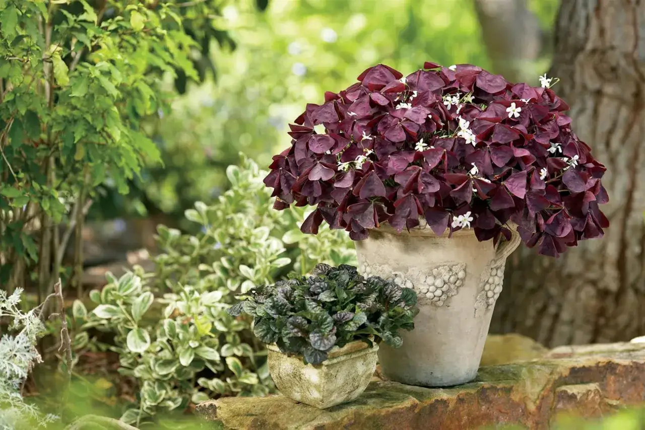 Maceta con Oxalis triangularis morada y flores blancas. Consejos de cuidados para esta planta de hojas únicas.
