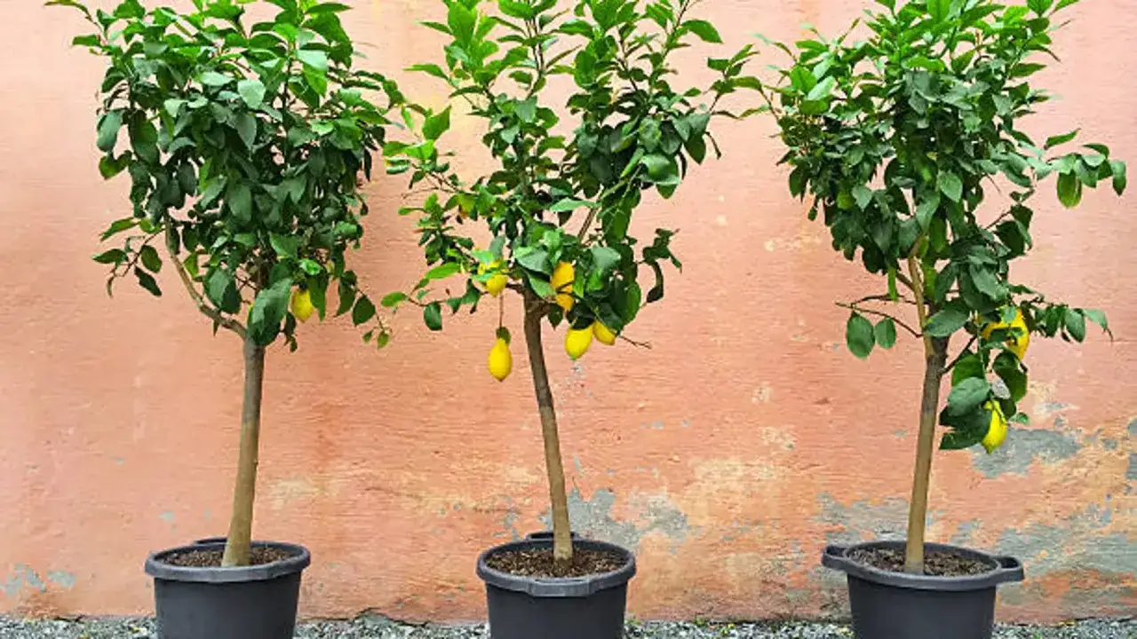 Tres limoneros en macetero para limonero, con limones amarillos colgando de sus ramas, frente a una pared de color salmón.