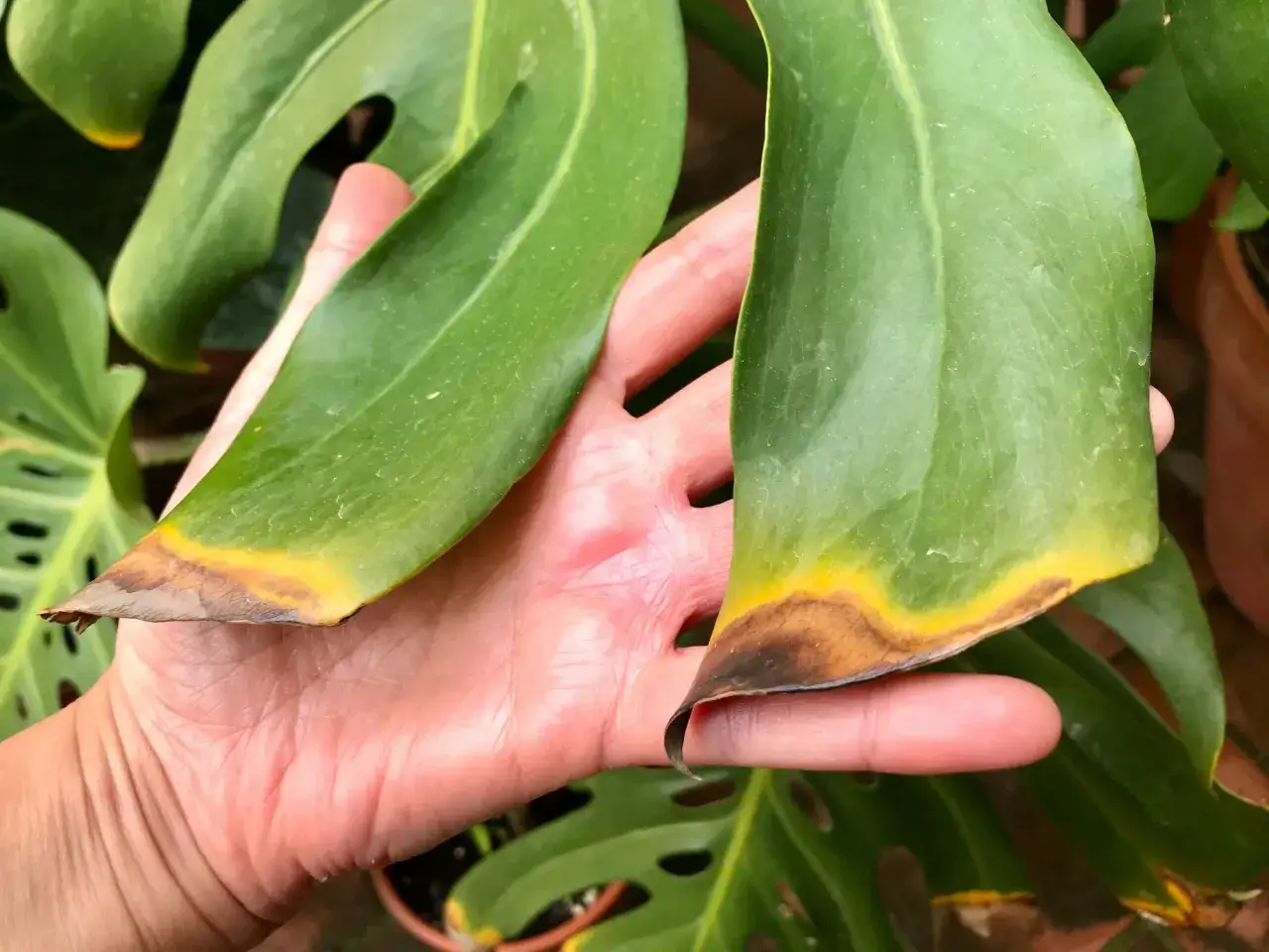 Una mano sostiene hojas de monstera con puntas marrones y amarillas, indicando posible estrés o enfermedad de la planta.
