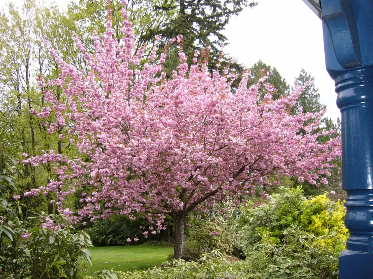 Un hermoso cerezo de flor rosa ilumina un jardín verde.
