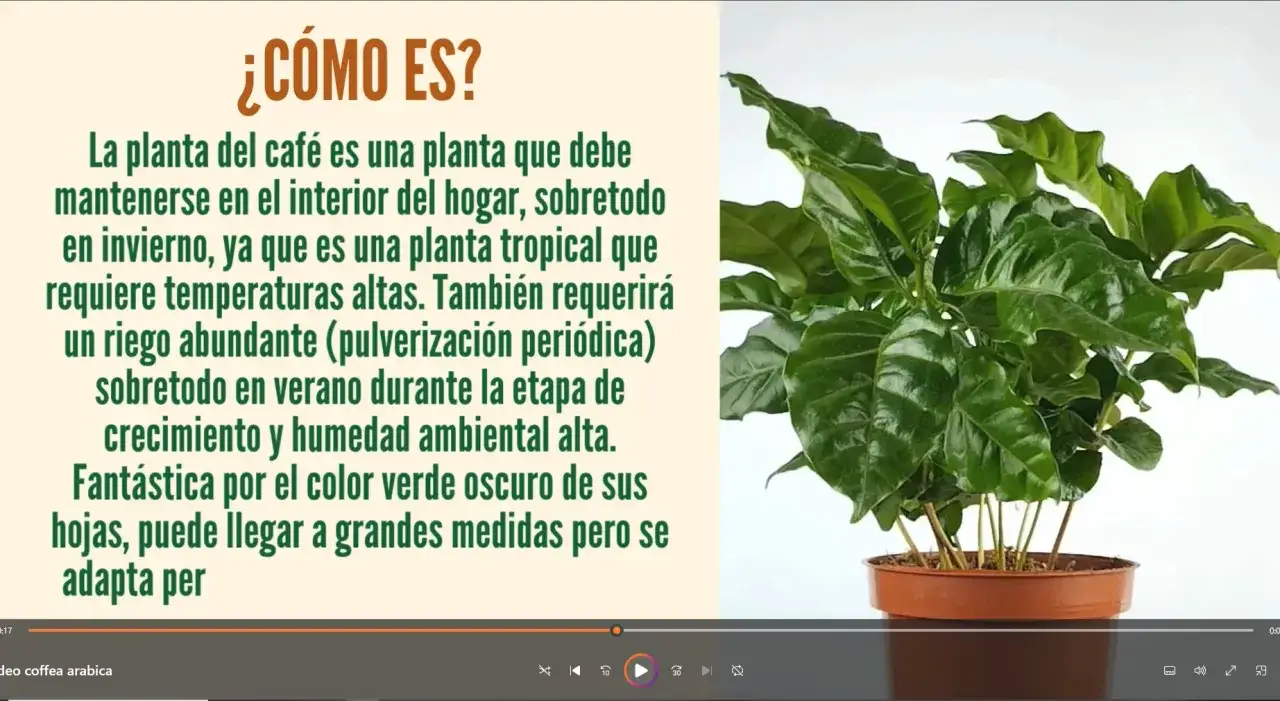 Planta de café con hojas verdes oscuras, ideal para interiores, requiere calor y riego abundante.