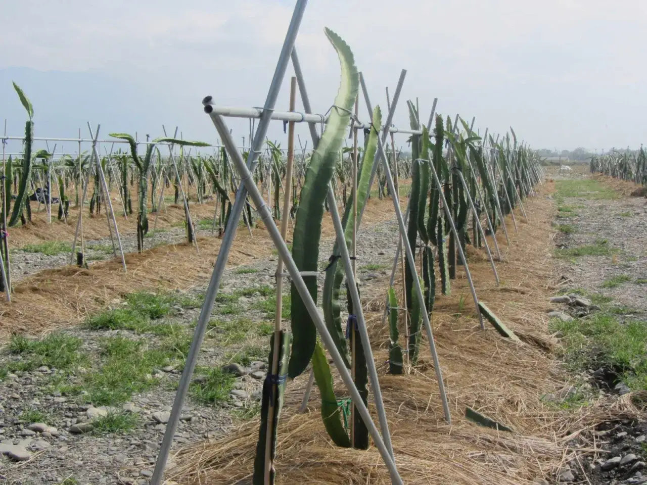 Fila de pitaya planta joven, sostenida por postes metálicos en un campo cubierto de paja.