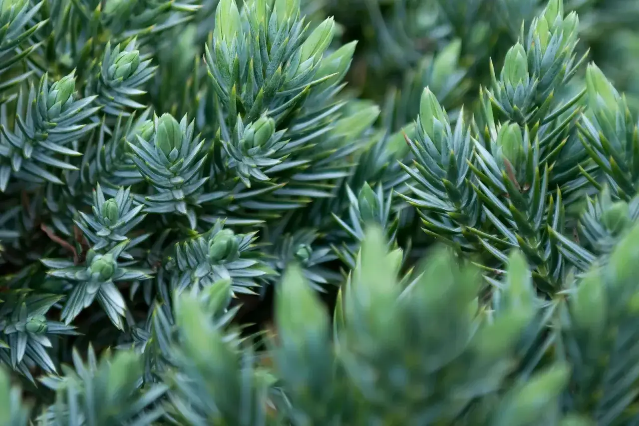 Primer plano de las agujas de varios tipos de enebro, con un enfoque suave en el follaje verde azulado.