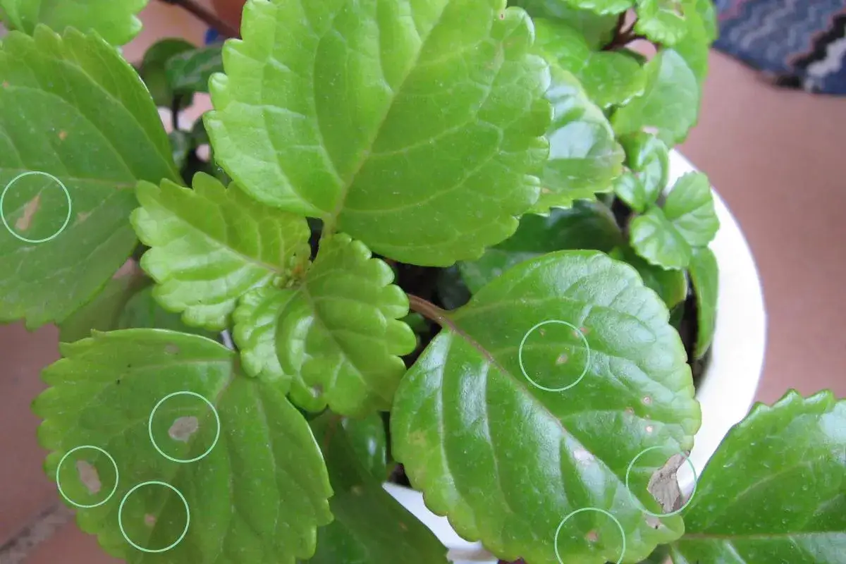 Planta del dinero mustia con manchas marrones en sus hojas verdes, indicando posible enfermedad o estrés.