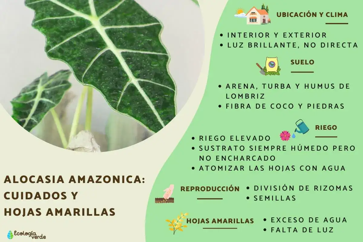 Alocasia amazónica: cuidados y consejos para evitar hojas amarillas. Luz, riego y suelo ideales.