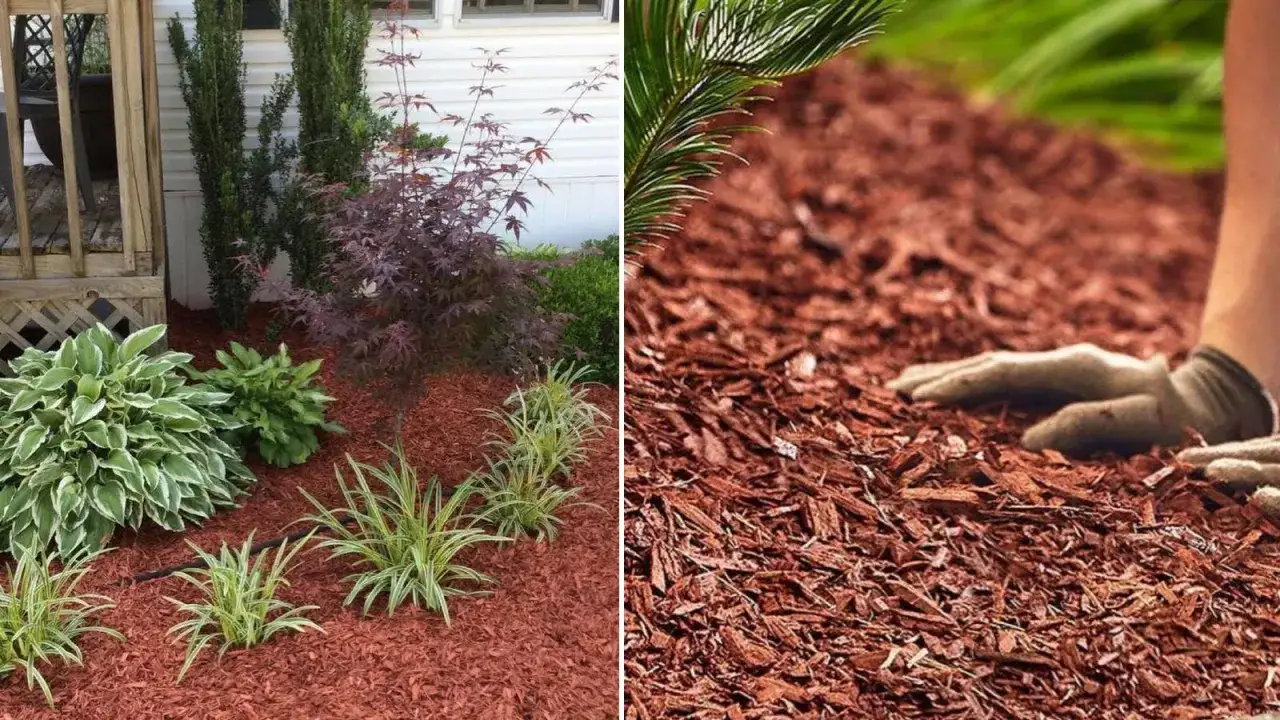 Jard&iacute;n con plantas y corte cercano de mantillo rojo, mostrando la diferencia entre sustrato y mantillo.