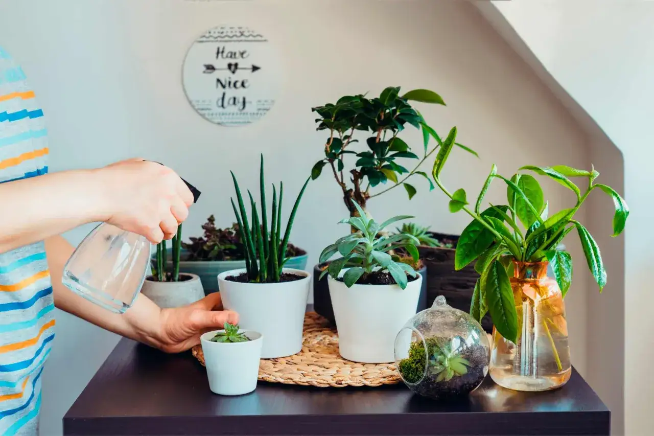 Persona rocía plantas con spray, buscando un remedio casero para la mosca del sustrato.