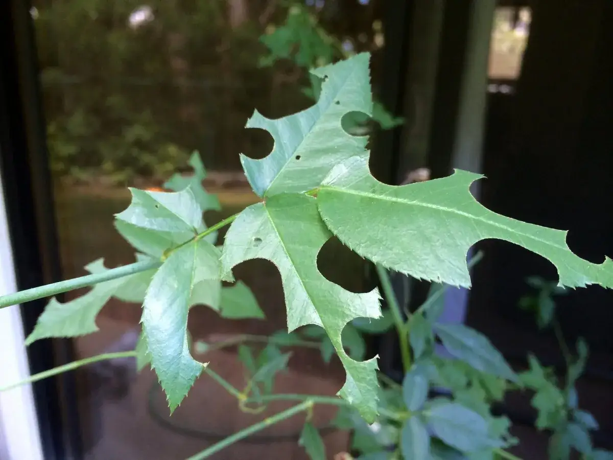 Hojas de rosal comidas por insectos, con bordes irregulares y agujeros.