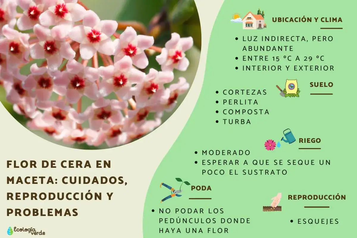 Racimo de flores rosadas de una hoya carnosa, con consejos de cuidado, riego y reproducci&oacute;n.
