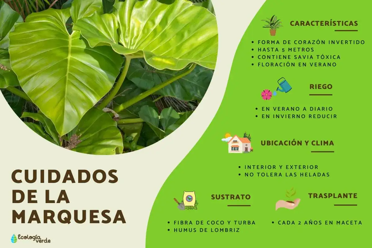 Planta marquesa, con grandes hojas verdes y savia tóxica. Cuidados, riego, sustrato y trasplante.