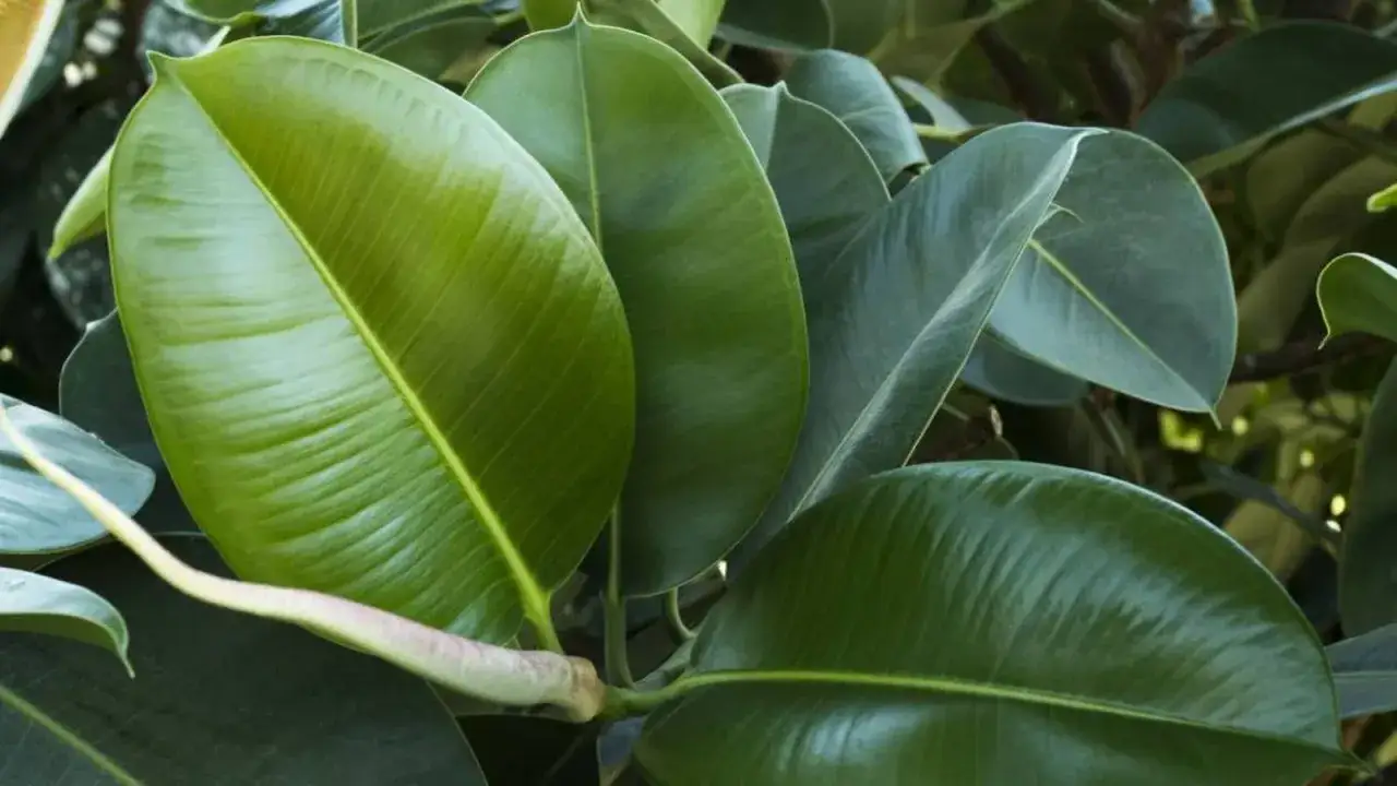 Hojas verdes y brillantes de un ficus elastica, ideal para aprender sobre sus cuidados y mantenerlo saludable.
