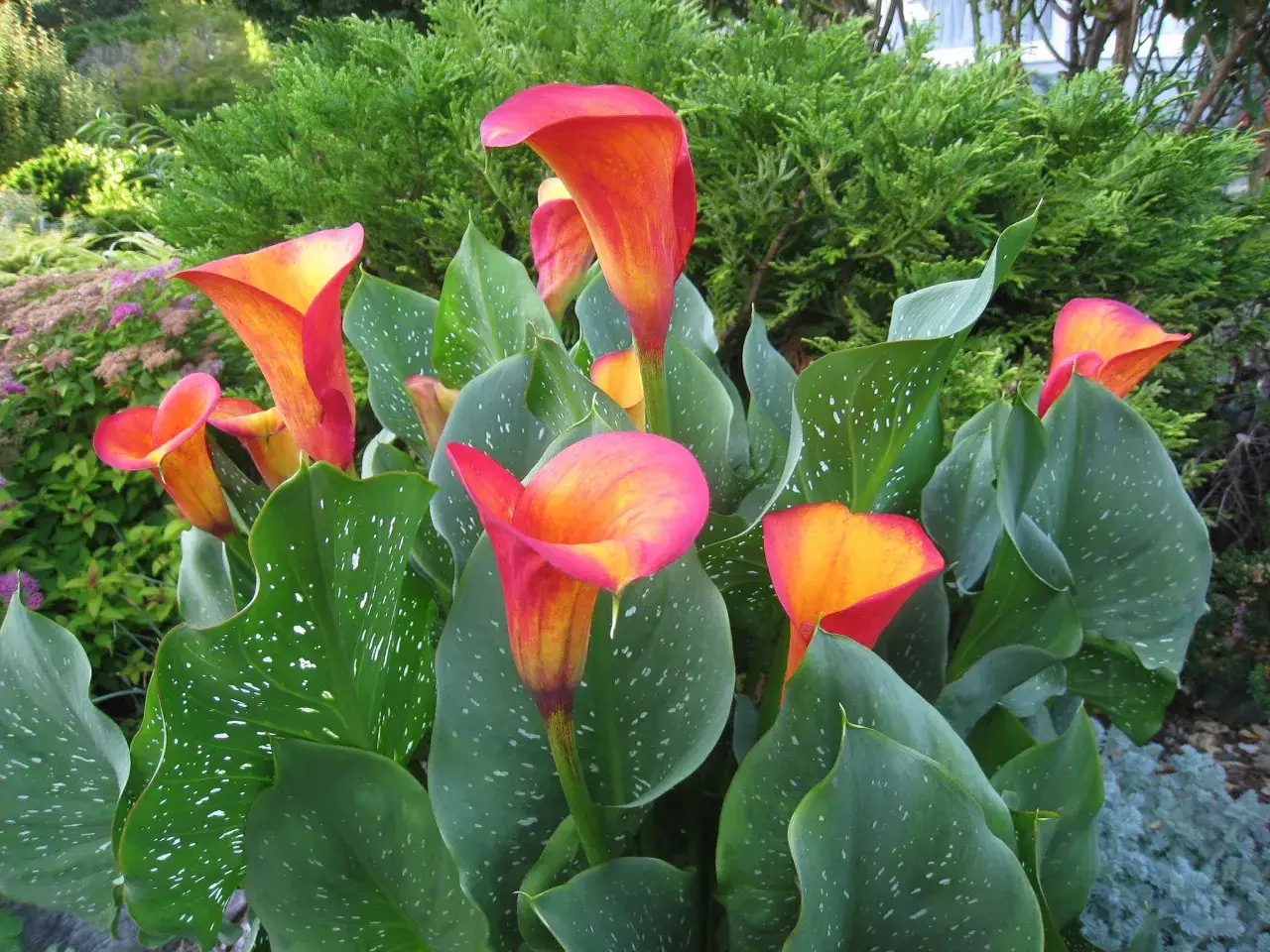 Un jardín lleno de calas de interior o exterior, con sus pétalos anaranjados y rosados vibrantes, rodeadas de hojas verdes salpicadas de blanco.